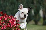 BOULEDOGUE FRANCAIS 657